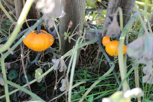 Des courgettes oranges dans un jardin