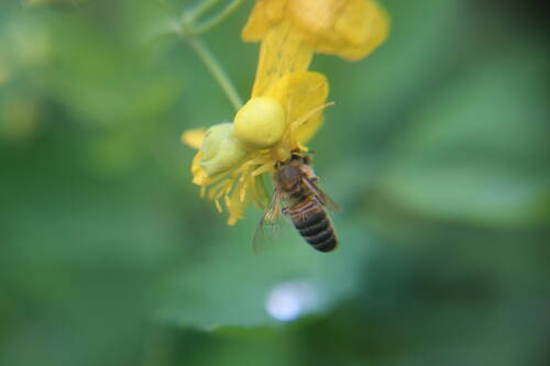 Une araignée jaune sur un bouton d’or. Presque invisible. Entrain de mordre un abeille.