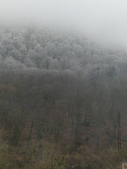 A forest on a hill. At the top of it, the trees are frozen. At the bottom of it, they’re not. It makes a frozen gradient.