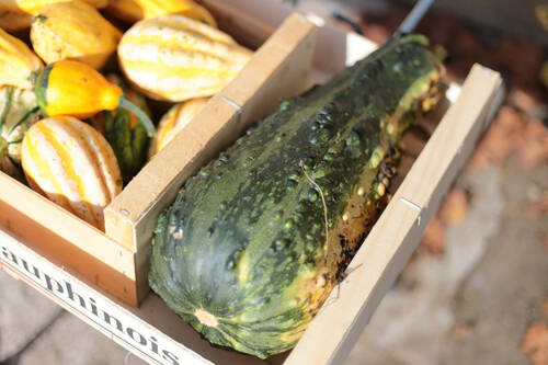 an enormous zucchini in a crate