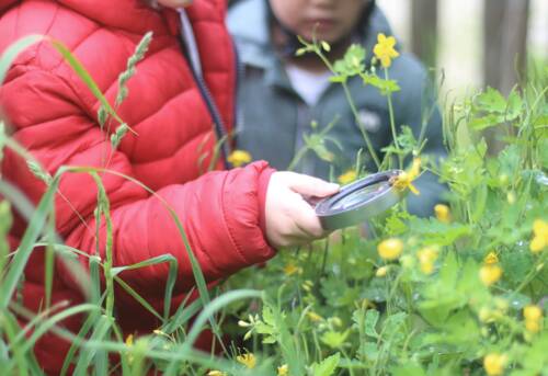two kids watching yellow flowers with a magnifier